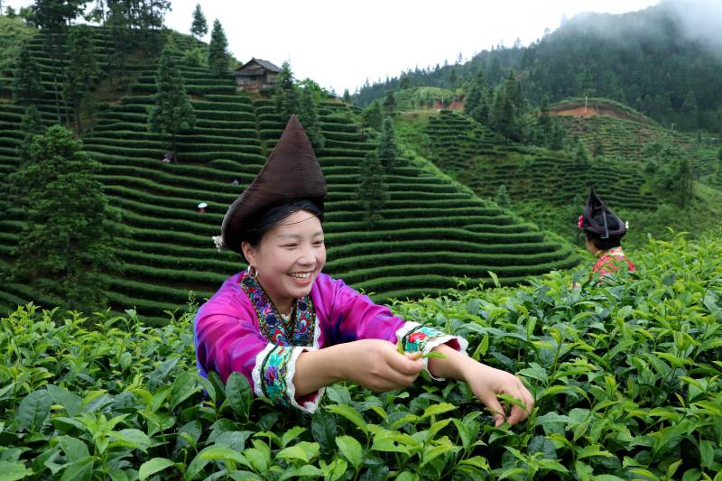 The Pure, Natural Journey of Tealume Tea